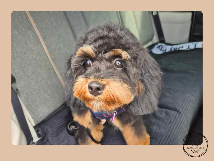 Oodles of Love - Cavoodles