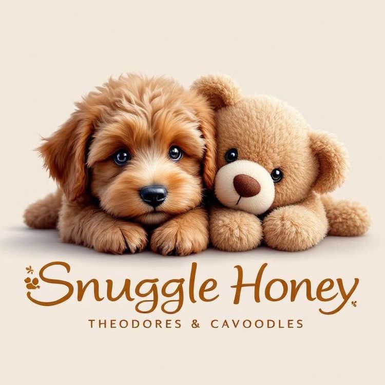 Snuggle Honey Theodores & Cavoodles  | Oceanview Cavoodles