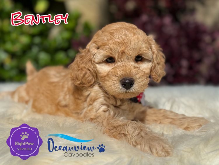 Snuggle Honey Theodores & Cavoodles  | Oceanview Cavoodles