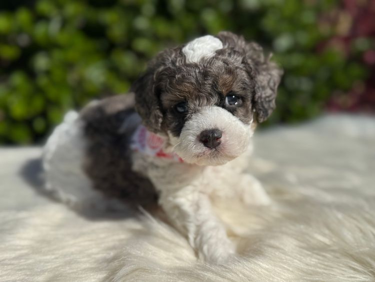 Snuggle Honey Theodores & Cavoodles  | Oceanview Cavoodles