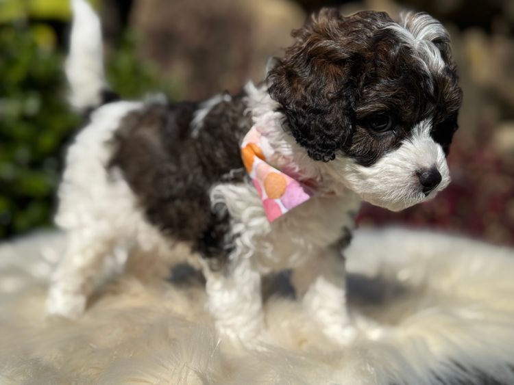 Snuggle Honey Theodores & Cavoodles  | Oceanview Cavoodles