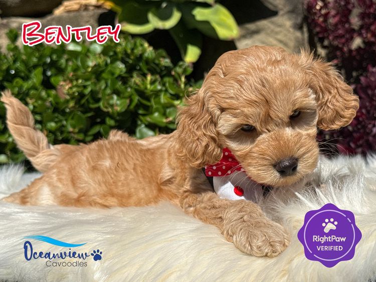 Snuggle Honey Theodores & Cavoodles  | Oceanview Cavoodles