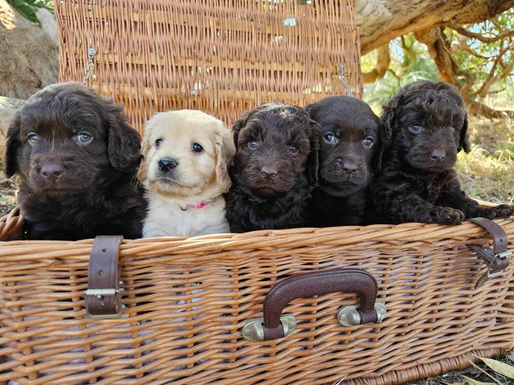 Pawters Patch Labradoodles