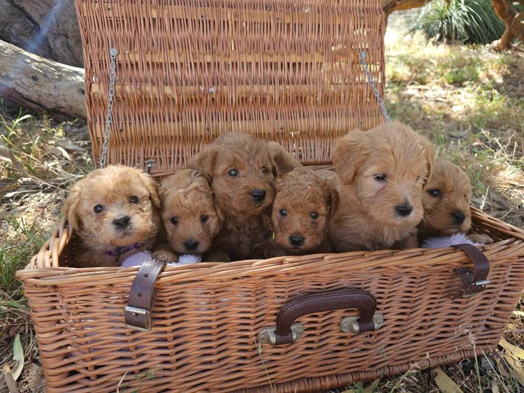 Pawters Patch Labradoodles