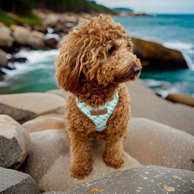 Chadash Poodles