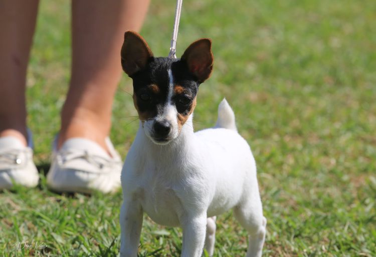 TRIPLEWAG TENTERFIELD TERRIERS