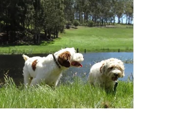Off The Edge Labradoodles