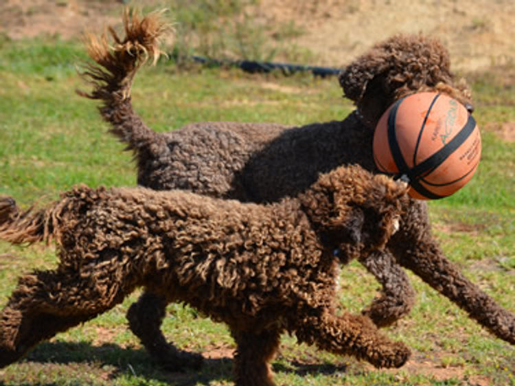 Off The Edge Labradoodles