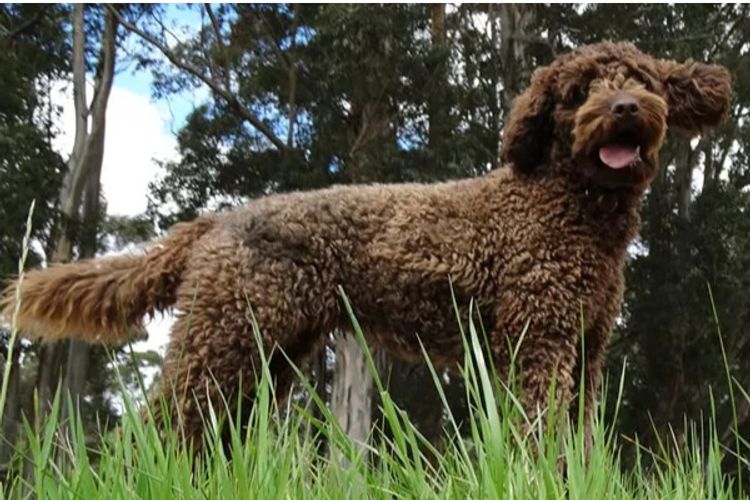 Off The Edge Labradoodles