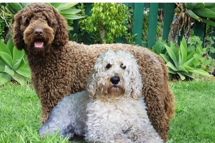 Off The Edge Labradoodles