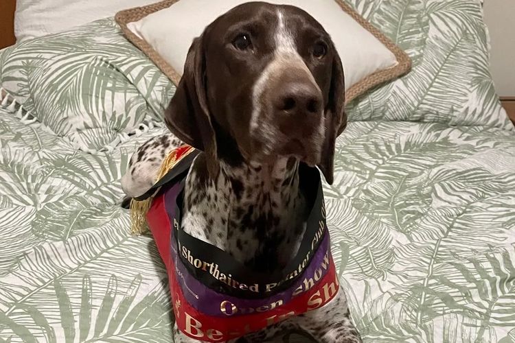 Edelhof German Shorthaired Pointers
