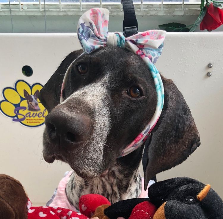 Edelhof German Shorthaired Pointers