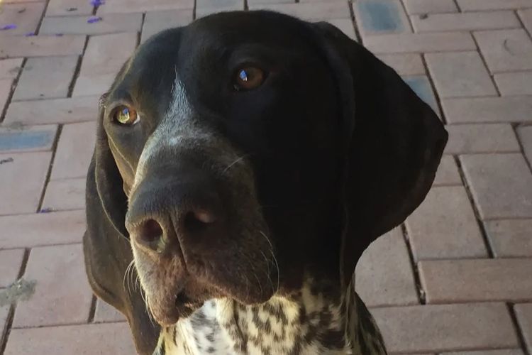Edelhof German Shorthaired Pointers