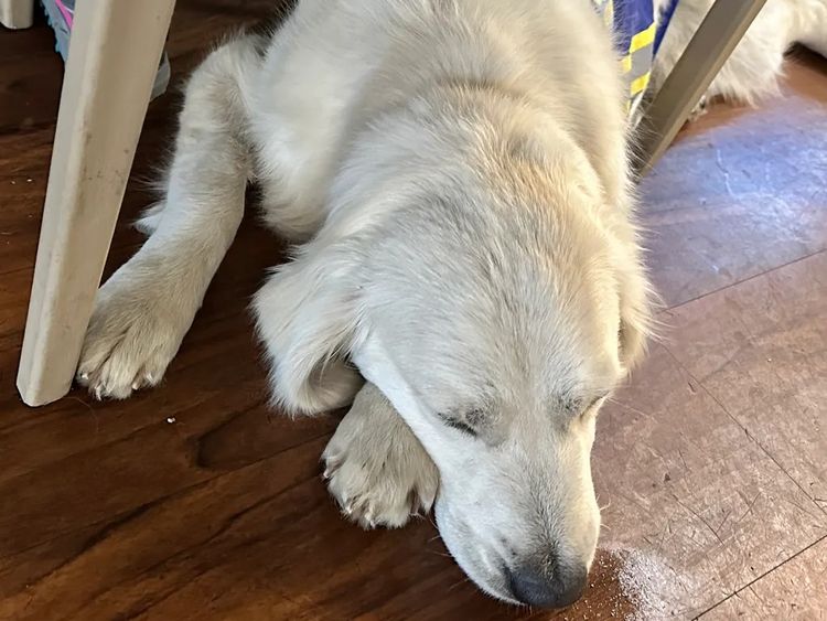 Super Canine Golden Retrievers