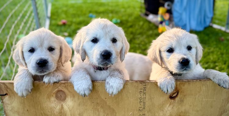 Super Canine Golden Retrievers