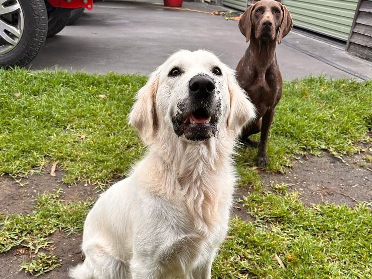Super Canine Golden Retrievers