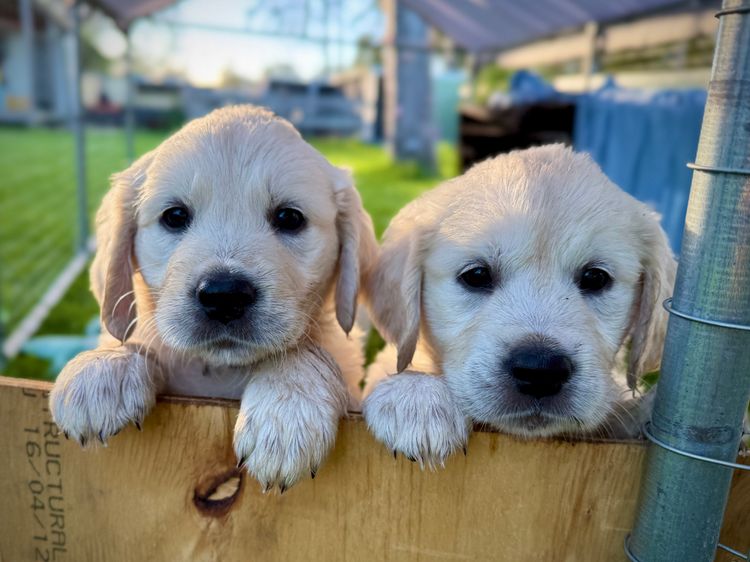 Super Canine Golden Retrievers