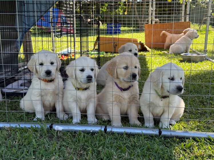 Super Canine Golden Retrievers
