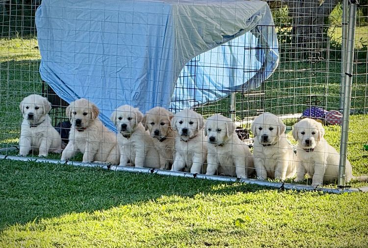 Super Canine Golden Retrievers