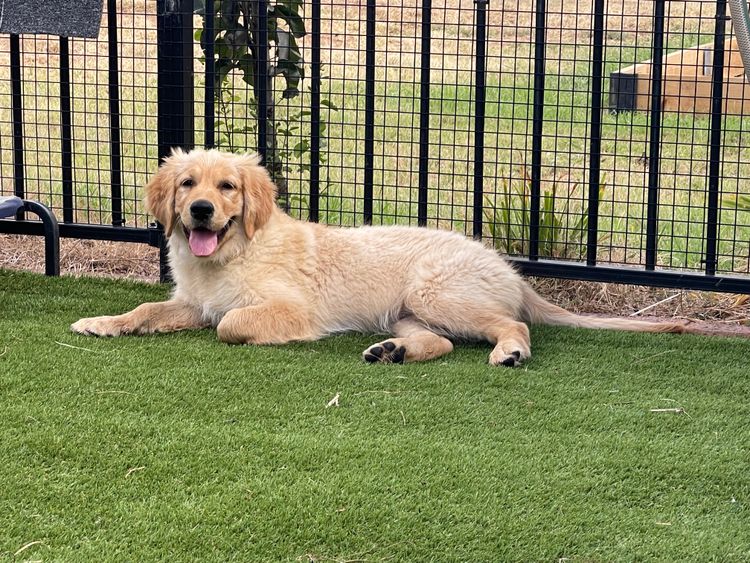 Pascoe  Kennels - Golden Retrievers