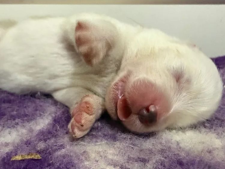 Samooka Samoyeds 