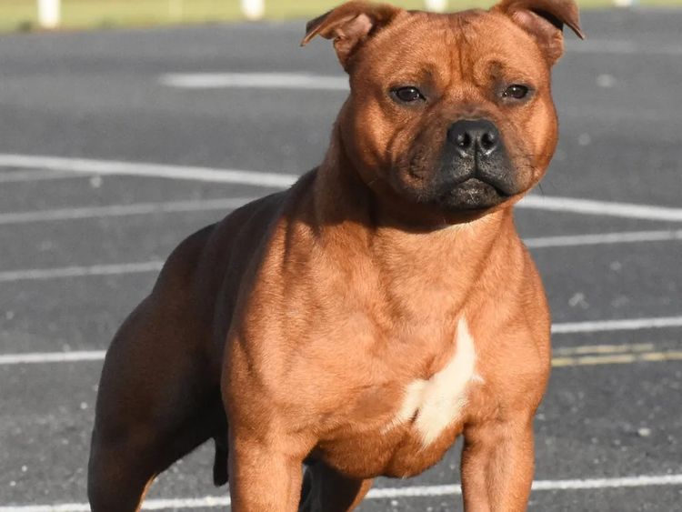 Shadowstaff Staffordshire Bull Terriers