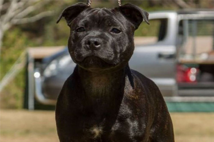 Shadowstaff Staffordshire Bull Terriers