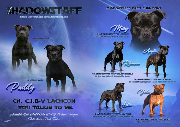 Shadowstaff Staffordshire Bull Terriers