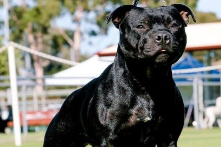 Shadowstaff Staffordshire Bull Terriers