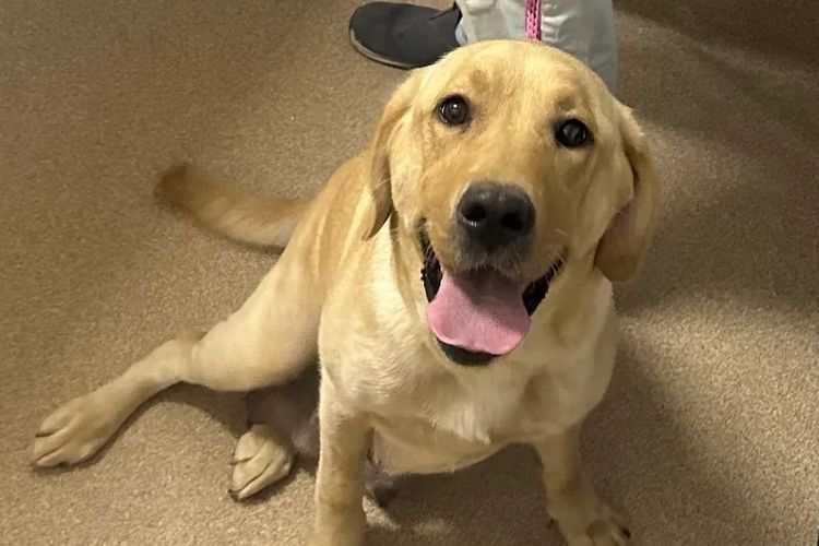 Sunshinelabs Labradors
