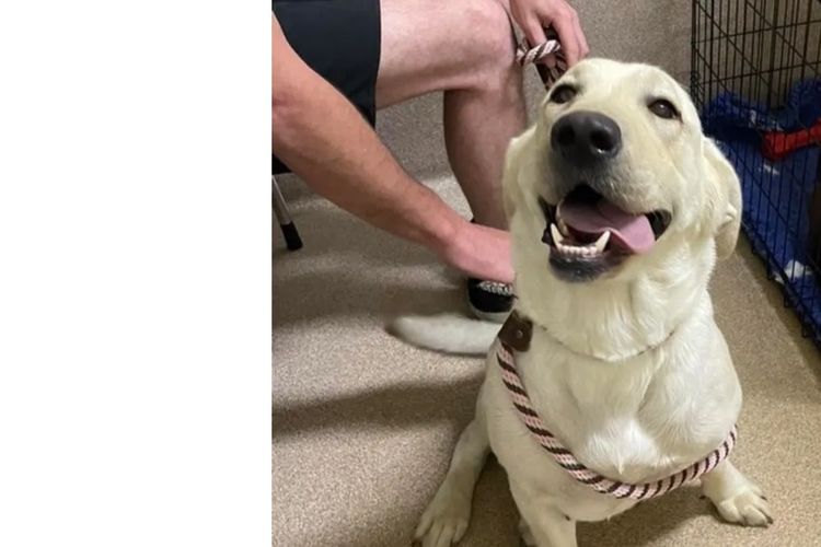 Sunshinelabs Labradors