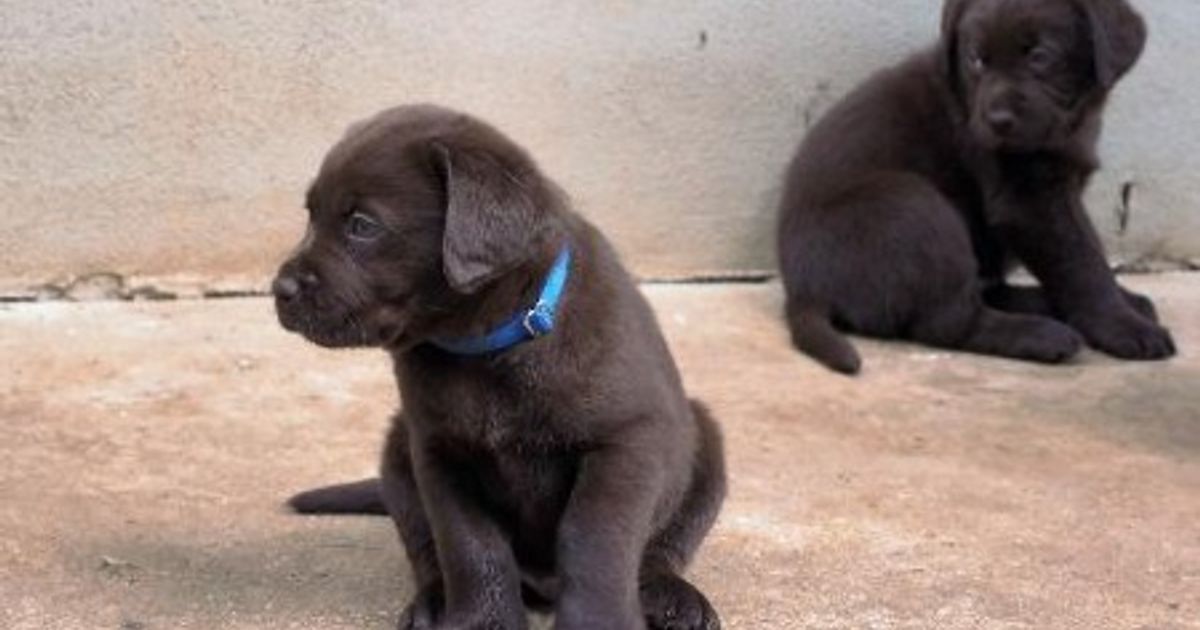 Romsen Labradors ANKC/Dogs Qld registered breeder, responsible breeder