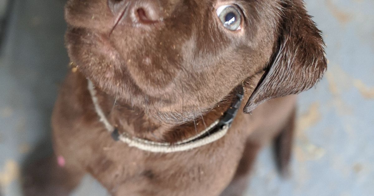 Romsen Labradors ANKC/Dogs Qld registered breeder, responsible breeder