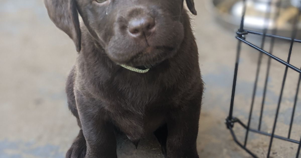 Romsen Labradors ANKC/Dogs Qld registered breeder, responsible breeder