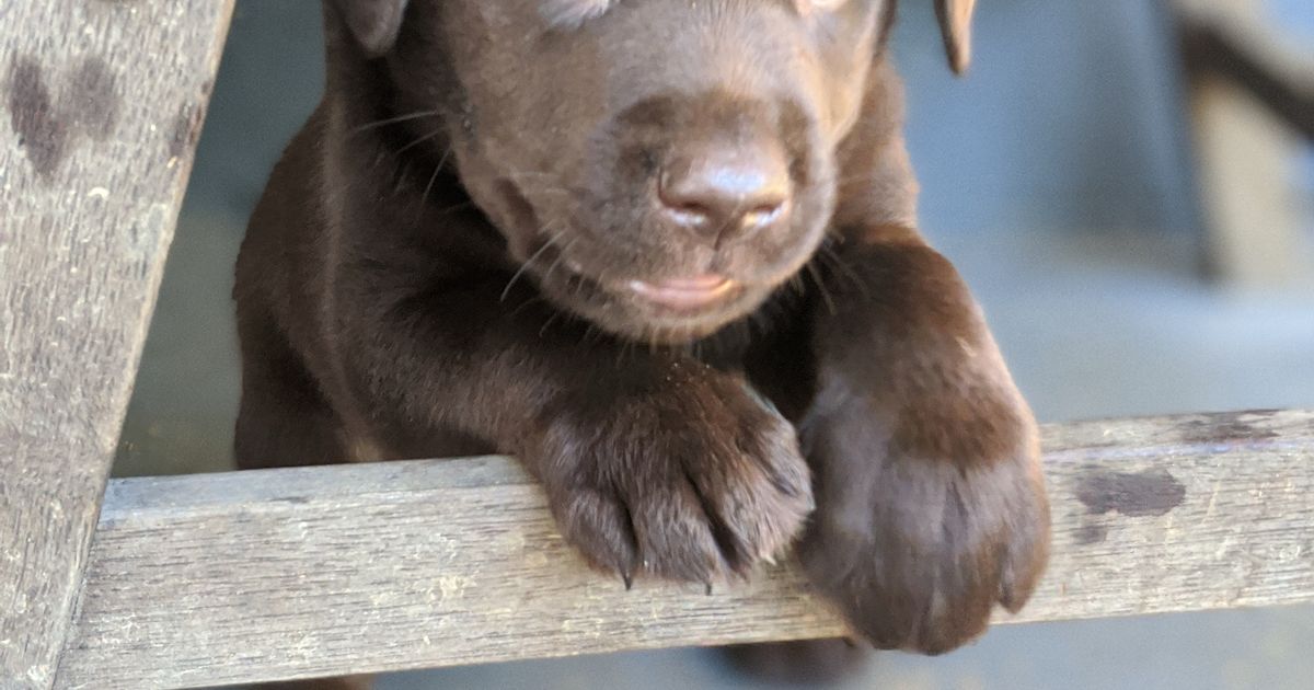 Romsen Labradors ANKC/Dogs Qld registered breeder, responsible breeder