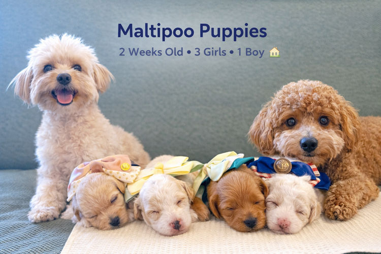 My Moodle Puppies 🐶🐾