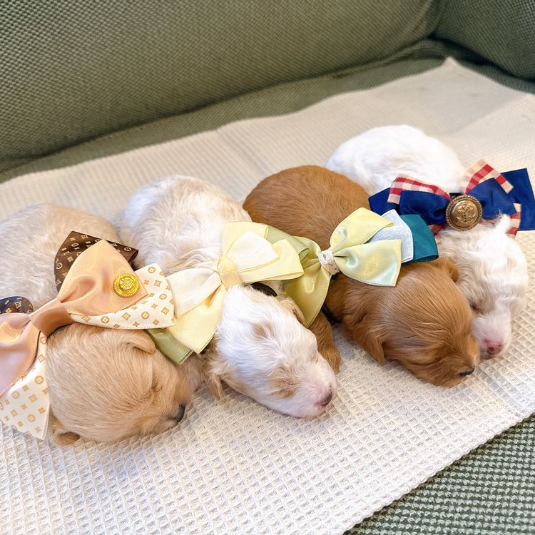 My Moodle Puppies 🐶🐾