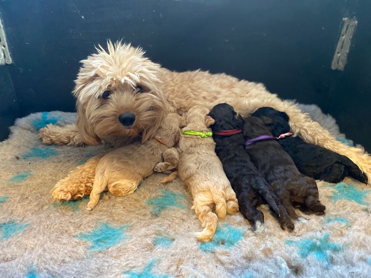 Downsdale Cavoodles/Theodores