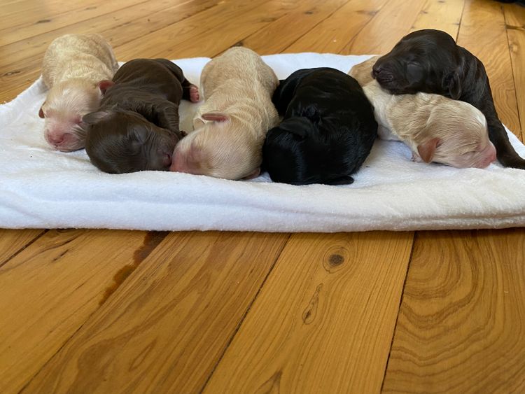 Downsdale Cavoodles/Theodores