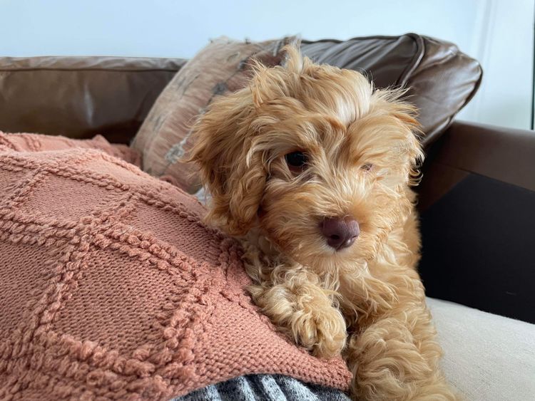 Downsdale Cavoodles/Theodores