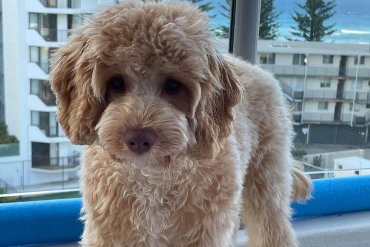 Downsdale Cavoodles/Theodores