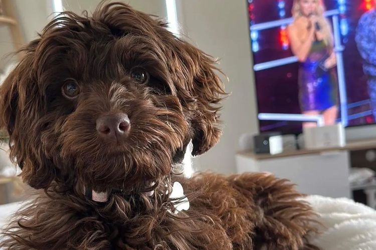 Downsdale Cavoodles/Theodores