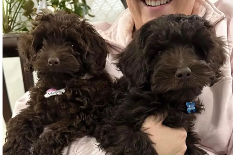 Downsdale Cavoodles/Theodores