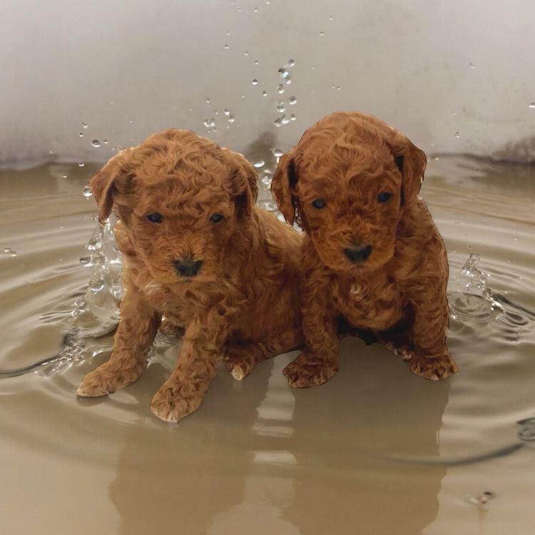 Oodles of Adelaide TEACUP TOY POODLES