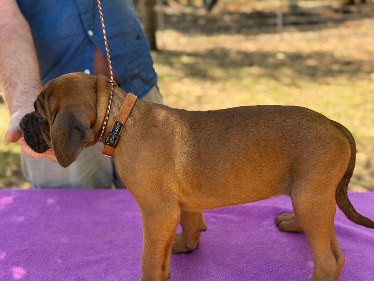 LaVittoria Cane Corso's