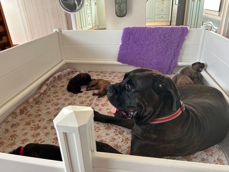 LaVittoria Cane Corso's
