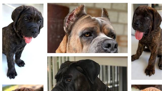 LaVittoria Cane Corso's