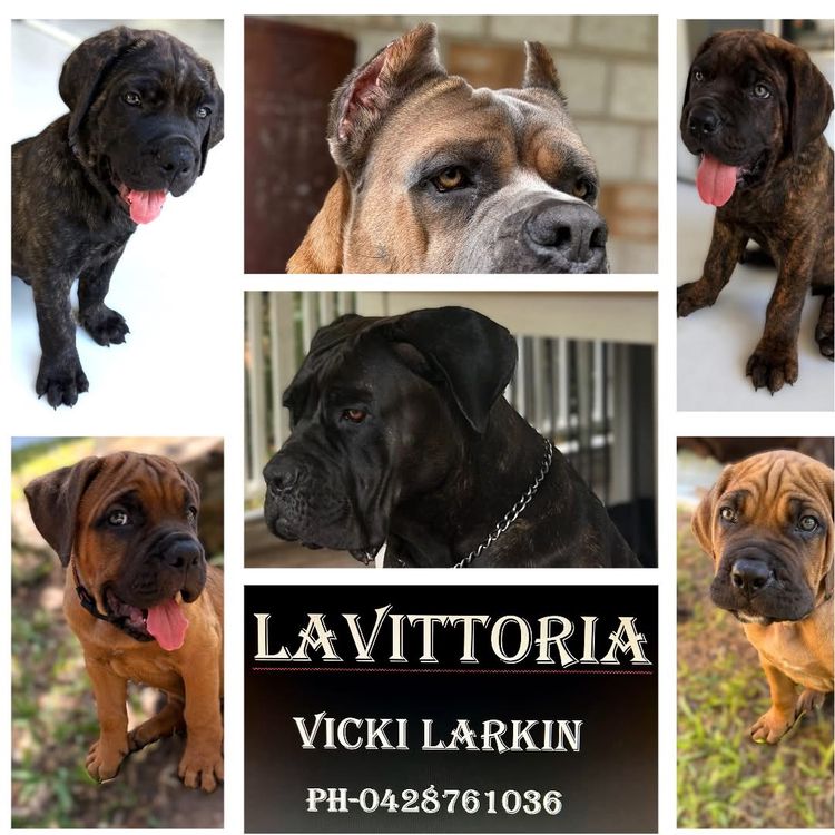 LaVittoria Cane Corso's