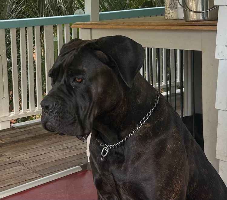 LaVittoria Cane Corso's