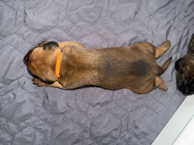 LaVittoria Cane Corso's